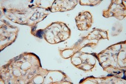 ATP6V1C2 Rabbit anti-Human, Mouse, Polyclonal, Proteintech 150 &mu;L; Unconjugated:Antibodies,