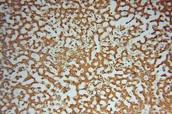 ATP6V1C2 Rabbit anti-Human, Mouse, Polyclonal, Proteintech 150 &mu;L; Unconjugated:Antibodies,