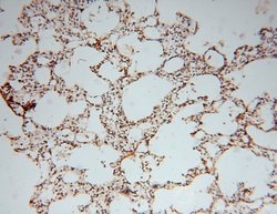 ATP6V1C2 Rabbit anti-Human, Mouse, Polyclonal, Proteintech 150 &mu;L; Unconjugated:Antibodies,