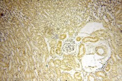 MRPS36 Rabbit anti-Human, Mouse, Rat, Polyclonal, Proteintech 150 &mu;L;