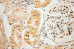 MRPS36 Rabbit anti-Human, Mouse, Rat, Polyclonal, Proteintech 150 &mu;L;