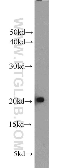 MYL12A Rabbit anti-Human, Mouse, Rat, Polyclonal, Proteintech 150 &mu;L;