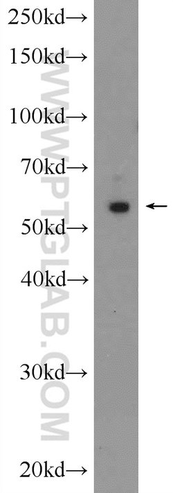 ARC/ARG3.1 Rabbit anti-Human, Mouse, Rat, Polyclonal, Proteintech:Anticuerpos:Anticuerpos