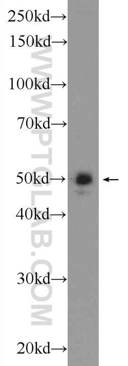ARC/ARG3.1 Rabbit anti-Human, Mouse, Rat, Polyclonal, Proteintech:Anticuerpos:Anticuerpos