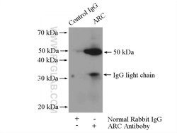 ARC/ARG3.1 Rabbit anti-Human, Mouse, Rat, Polyclonal, Proteintech:Anticuerpos:Anticuerpos