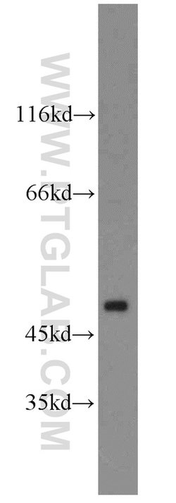 ARC/ARG3.1 Rabbit anti-Human, Mouse, Rat, Polyclonal, Proteintech:Anticuerpos:Anticuerpos
