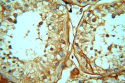 CDC37L1 Rabbit anti-Human, Polyclonal, Proteintech 20 &mu;L; Unconjugated:Anticuerpos