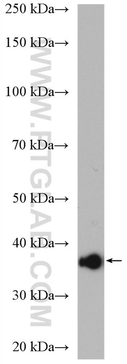 CDC37L1 Rabbit anti-Human, Polyclonal, Proteintech 20 &mu;L; Unconjugated:Anticuerpos