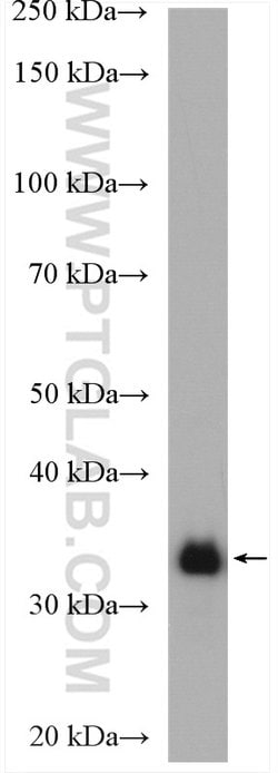CDC37L1 Rabbit anti-Human, Polyclonal, Proteintech 20 &mu;L; Unconjugated:Anticuerpos