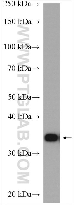 CDC37L1 Rabbit anti-Human, Polyclonal, Proteintech 20 &mu;L; Unconjugated:Anticuerpos