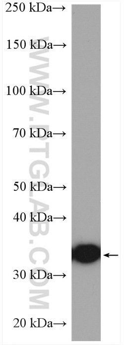 CDC37L1 Rabbit anti-Human, Polyclonal, Proteintech 20 &mu;L; Unconjugated:Anticuerpos