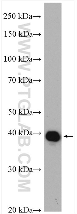 CDC37L1 Rabbit anti-Human, Polyclonal, Proteintech 20 &mu;L; Unconjugated:Anticuerpos
