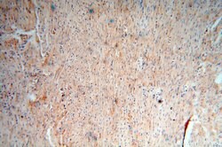 CDC37L1 Rabbit anti-Human, Polyclonal, Proteintech 20 &mu;L; Unconjugated:Anticuerpos