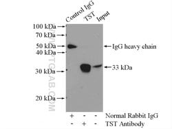 TST Rabbit anti-Human, Mouse, Rat, Polyclonal, Proteintech 150 &mu;L; Unconjugated:Antibodies,
