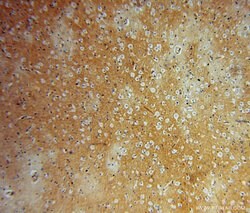 FN3KRP Rabbit anti-Human, Mouse, Rat, Polyclonal, Proteintech 150 &mu;L;