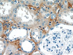 ABP1 Rabbit anti-Human, Mouse, Rat, Polyclonal, Proteintech 150 &mu;L | Buy Online | Proteintech Group Inc | Fisher Scientific