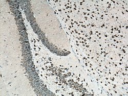 FARSB Rabbit anti-Human, Mouse, Rat, Polyclonal, Proteintech 150 &mu;L;