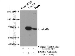 FARSB Rabbit anti-Human, Mouse, Rat, Polyclonal, Proteintech 150 &mu;L;