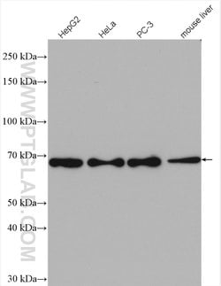 FARSB Rabbit anti-Human, Mouse, Rat, Polyclonal, Proteintech 150 &mu;L;