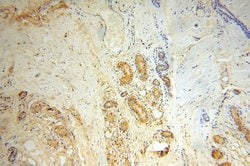 SLC35A1 Rabbit anti-Human, Mouse, Rat, Polyclonal, Proteintech 150 &mu;L;