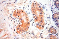 SLC35A1 Rabbit anti-Human, Mouse, Rat, Polyclonal, Proteintech 150 &mu;L;
