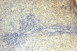 SLC35A1 Rabbit anti-Human, Mouse, Rat, Polyclonal, Proteintech 150 &mu;L;