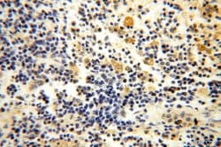 SLC35A1 Rabbit anti-Human, Mouse, Rat, Polyclonal, Proteintech 150 &mu;L;