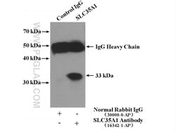 SLC35A1 Rabbit anti-Human, Mouse, Rat, Polyclonal, Proteintech 150 &mu;L;