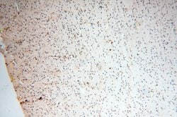 MRPS21 Rabbit anti-Human, Mouse, Rat, Polyclonal, Proteintech 150 &mu;L;