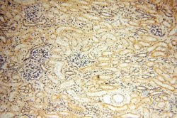 MRPS21 Rabbit anti-Human, Mouse, Rat, Polyclonal, Proteintech 150 &mu;L;