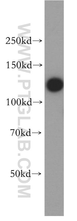 HNRNPU Rabbit anti-Human, Mouse, Rat, Polyclonal, Proteintech:Antibodies:Primary