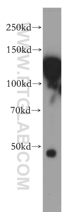 HNRNPU Rabbit anti-Human, Mouse, Rat, Polyclonal, Proteintech:Antibodies:Primary