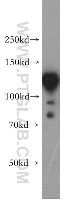 HNRNPU Rabbit anti-Human, Mouse, Rat, Polyclonal, Proteintech:Antibodies:Primary