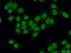 HNRNPU Rabbit anti-Human, Mouse, Rat, Polyclonal, Proteintech:Antibodies:Primary