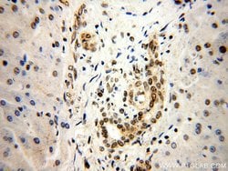 HNRNPU Rabbit anti-Human, Mouse, Rat, Polyclonal, Proteintech:Antibodies:Primary