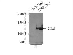 HNRNPU Rabbit anti-Human, Mouse, Rat, Polyclonal, Proteintech:Antibodies:Primary