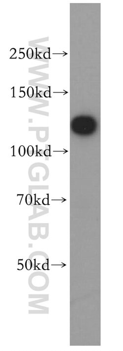 HNRNPU Rabbit anti-Human, Mouse, Rat, Polyclonal, Proteintech:Antibodies:Primary