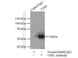 FZR1 Rabbit anti-Human, Mouse, Rat, Polyclonal, Proteintech 20 &mu;L; Unconjugated:Antikörper