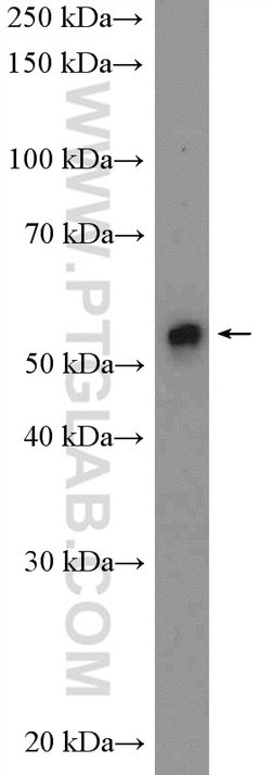 FZR1 Rabbit anti-Human, Mouse, Rat, Polyclonal, Proteintech 20 &mu;L; Unconjugated:Antikörper