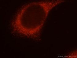 PIGO Rabbit anti-Human, Mouse, Rat, Polyclonal, Proteintech 150 &mu;L;
