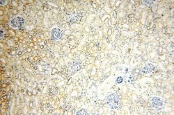 PIGO Rabbit anti-Human, Mouse, Rat, Polyclonal, Proteintech 150 &mu;L;