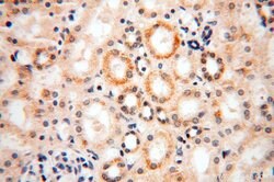 PIGO Rabbit anti-Human, Mouse, Rat, Polyclonal, Proteintech 150 &mu;L;