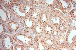 PIGO Rabbit anti-Human, Mouse, Rat, Polyclonal, Proteintech 150 &mu;L;