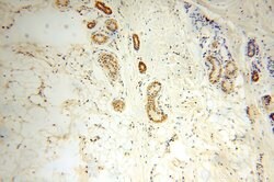 PIGO Rabbit anti-Human, Mouse, Rat, Polyclonal, Proteintech 150 &mu;L;