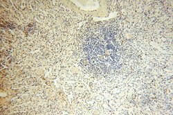 PIGO Rabbit anti-Human, Mouse, Rat, Polyclonal, Proteintech 150 &mu;L;