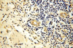PIGO Rabbit anti-Human, Mouse, Rat, Polyclonal, Proteintech 150 &mu;L;