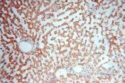 PIGO Rabbit anti-Human, Mouse, Rat, Polyclonal, Proteintech 150 &mu;L;