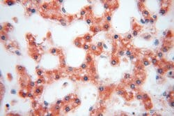 PIGO Rabbit anti-Human, Mouse, Rat, Polyclonal, Proteintech 150 &mu;L;