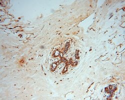 GTPBP9 Rabbit anti-Human, Polyclonal, Proteintech:Antibodies:Primary Antibodies
