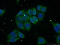 GSNOR/ADH5 Rabbit anti-Human, Mouse, Rat, Polyclonal, Proteintech 150 &mu;L;